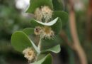 Eucalyptus in full bloom. PHOTO: Pixaby