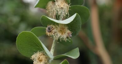 Eucalyptus in full bloom. PHOTO: Pixaby