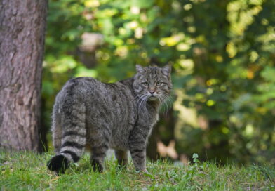 Eurasian wildcats to return … – H5P-Übung (Read On, Oktober 2022)