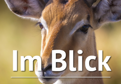 Im Blick: Auf den Spuren der Geschichte